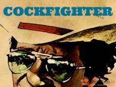 Cīņas gailis Cockfighter