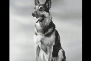 Police Dog