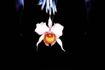 Wild Orchid II Two Shades of Blue
