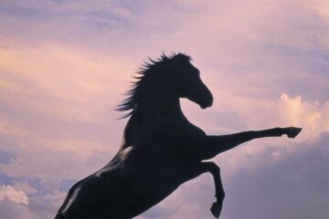 The Black Stallion