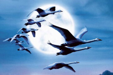 Le peuple migrateur